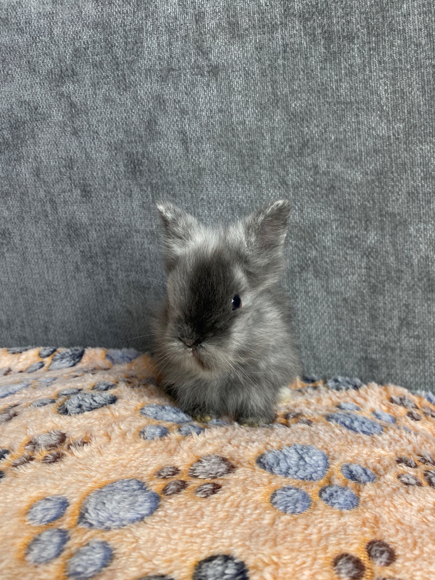 Чарівні Lionhead 🦁