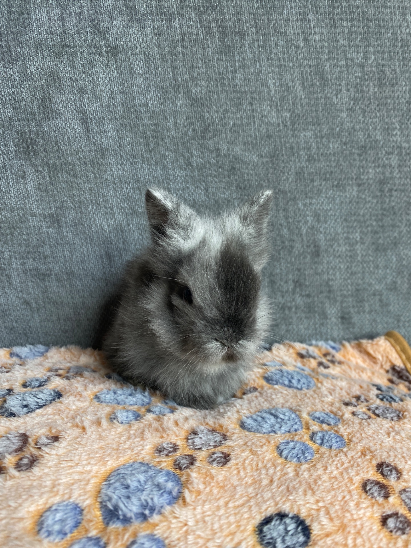 Чарівні Lionhead 🦁