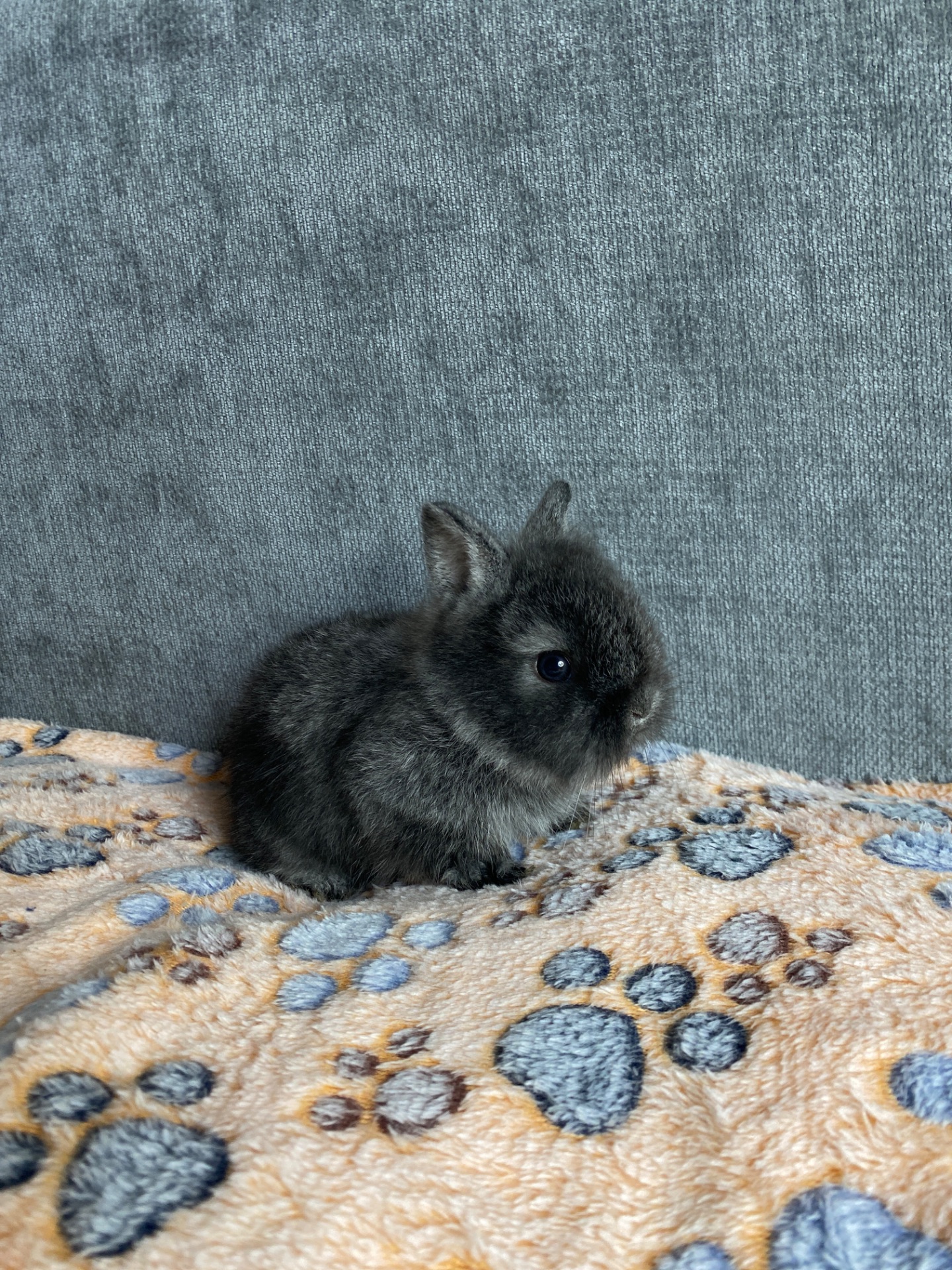 Чарівні Lionhead 🦁