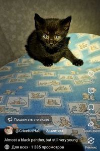 Чорне Норкове Кошеня вік 1 місяць