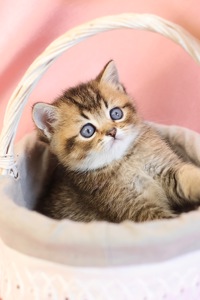 Кошеня Емір Золота Шиншила