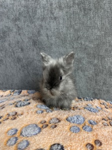 Чарівні Lionhead 🦁