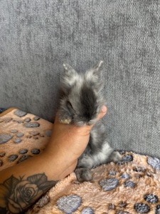 Чарівні Lionhead 🦁