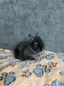Чарівні Lionhead 🦁