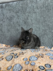 Чарівні Lionhead 🦁