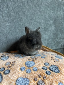 Чарівні Lionhead 🦁
