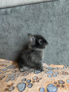 Чарівні Lionhead 🦁
