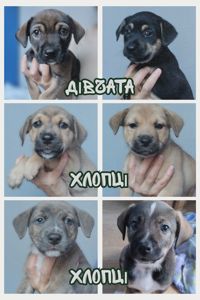 Цуценята шукають родини