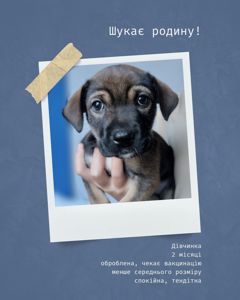 Цуценята шукають родини