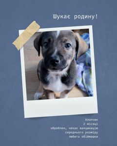 Цуценята шукають родини