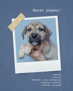 Цуценята шукають родини