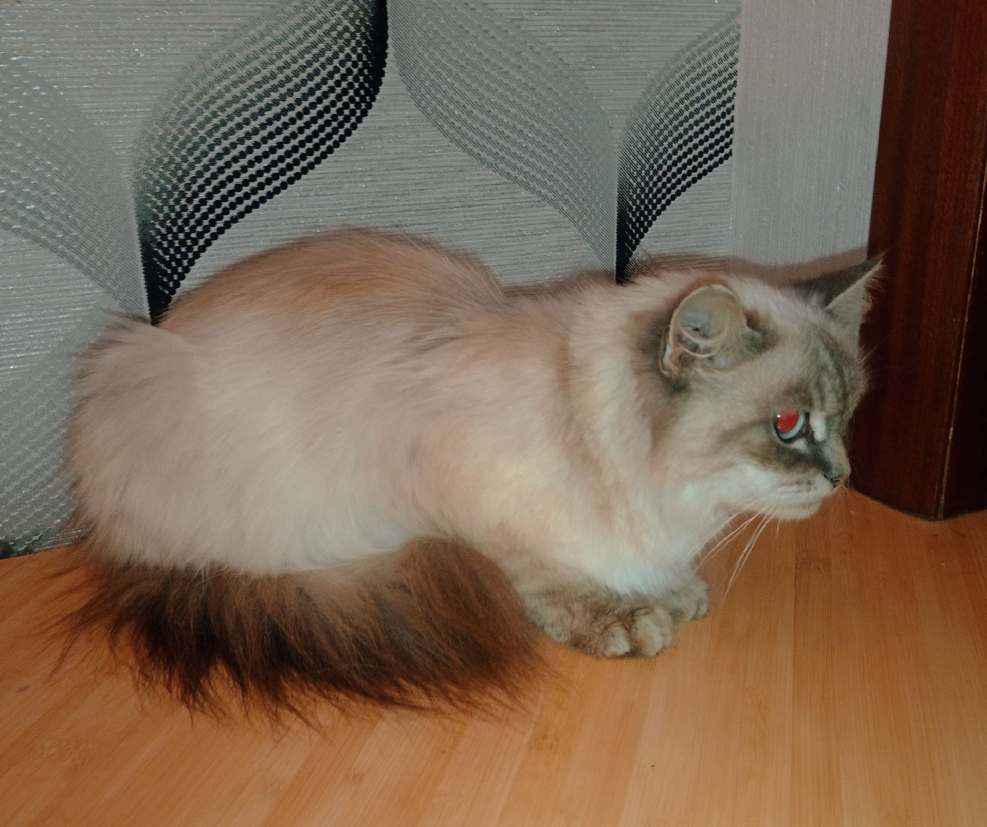 Породистая кошка, голубые глаза, Невская маскарадная, в добрые руки