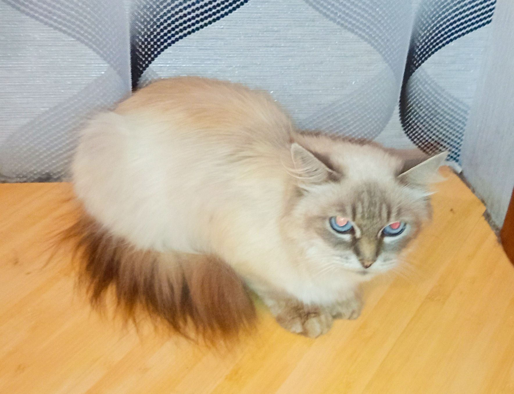 Породистая кошка, голубые глаза, Невская маскарадная, в добрые руки