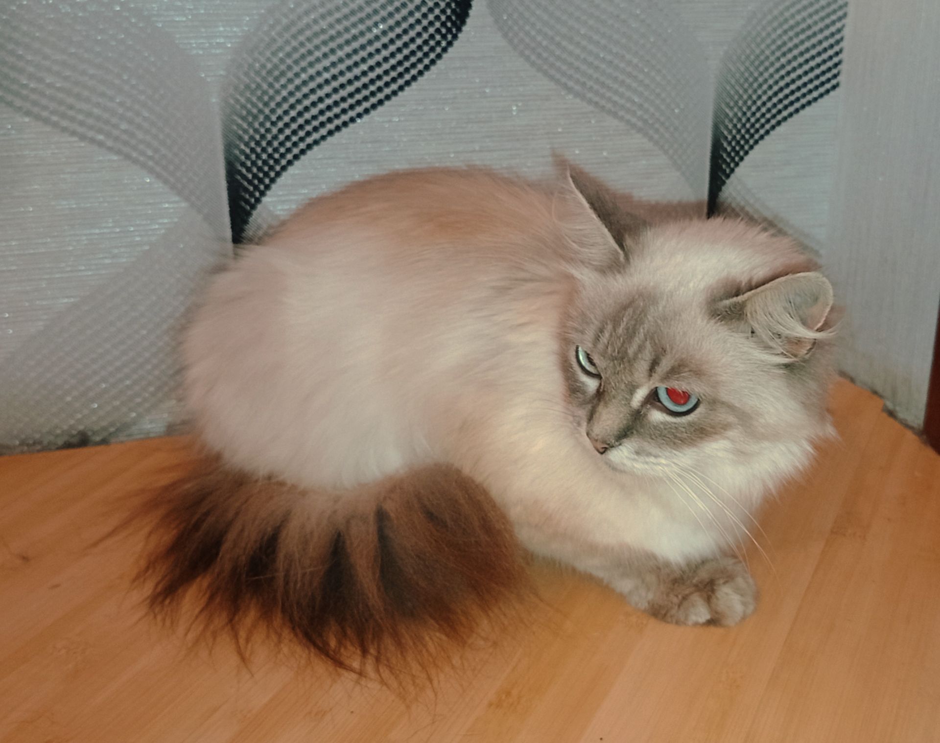 Породистая кошка, голубые глаза, Невская маскарадная, в добрые руки