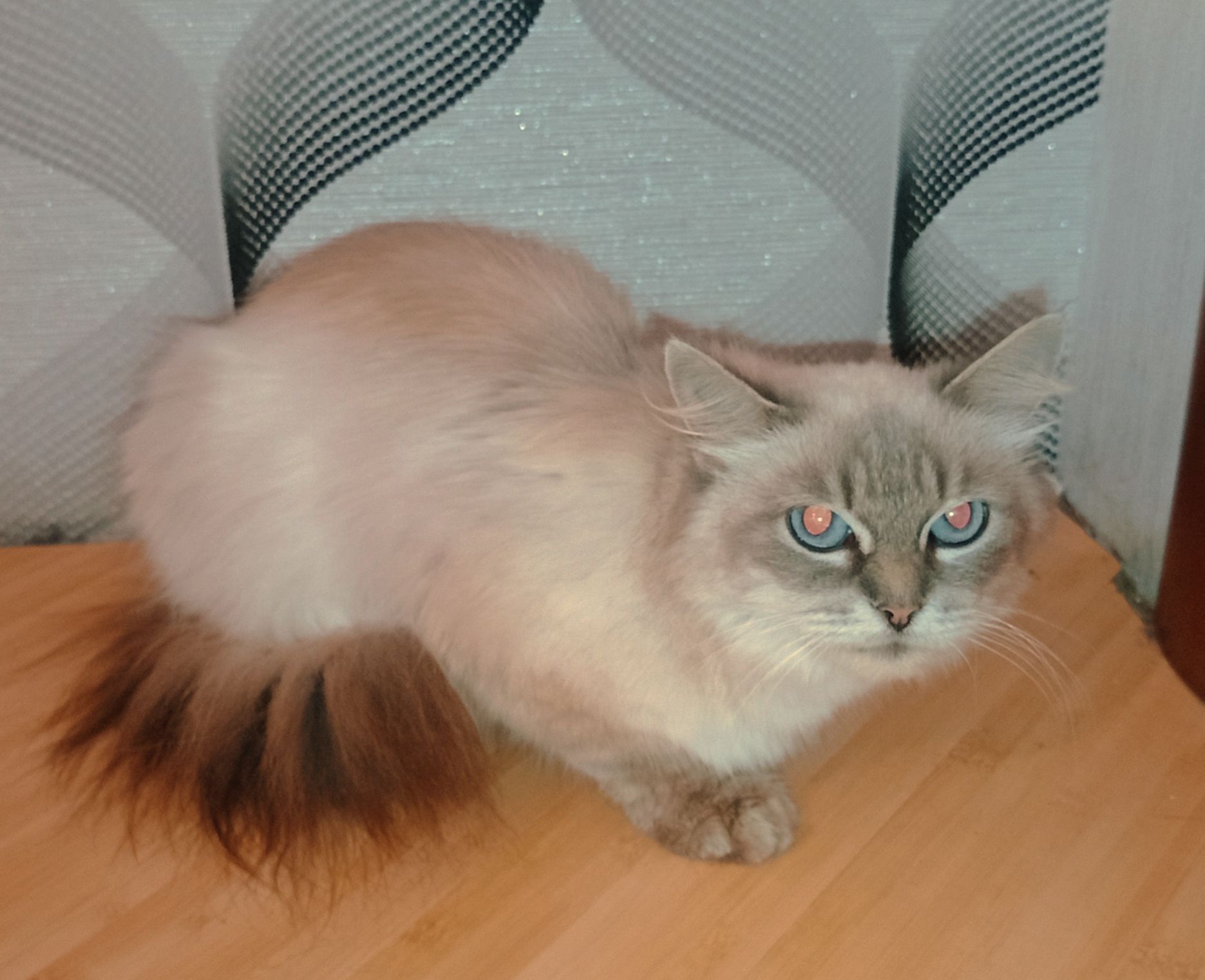 Породистая кошка, голубые глаза, Невская маскарадная, в добрые руки