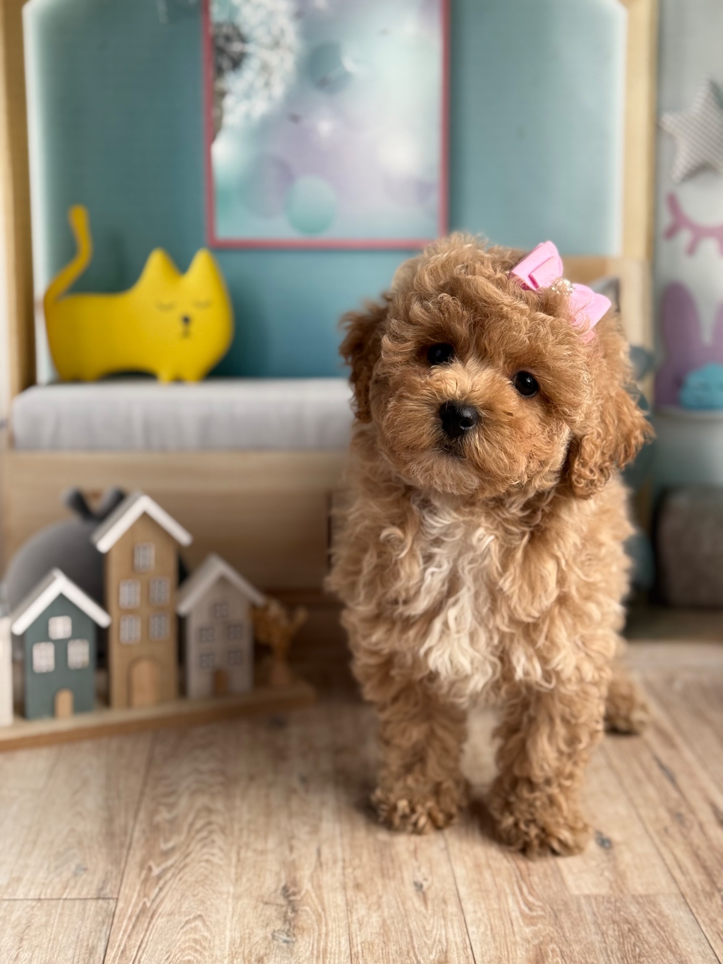 Мальтіпу Teddy дівчинка