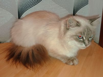 Породистая кошка, голубые глаза, Невская маскарадная, в добрые руки