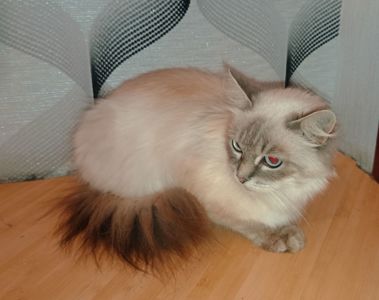 Породистая кошка, голубые глаза, Невская маскарадная, в добрые руки
