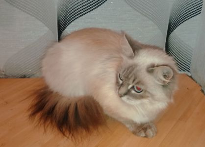 Породистая кошка, голубые глаза, Невская маскарадная, в добрые руки