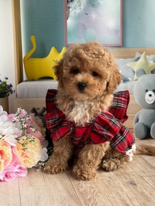 Мальтіпу Teddy дівчинка
