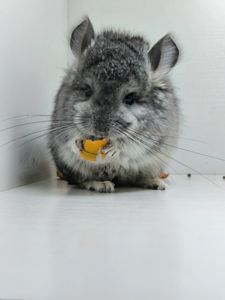 Ангорський хлопчик шиншила