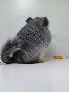 Ангорський хлопчик шиншила