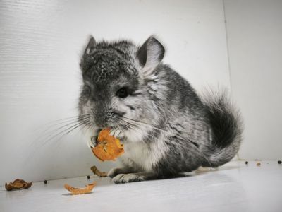 Ангорський хлопчик шиншила