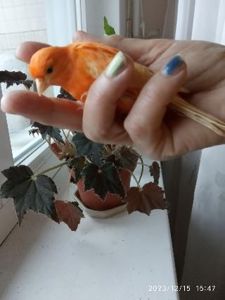 Канарки співочі різнокольорові
