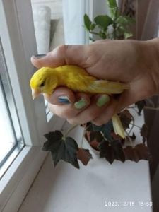 Канарки співочі різнокольорові