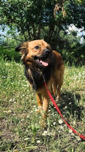 Молодий пес КОДІ мріє знову стати домашнім!