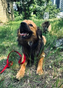 Молодий пес КОДІ мріє знову стати домашнім!