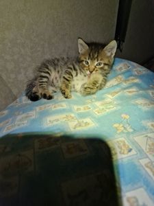 Дівча і Хлопці 1 місяць Метиси Американської короткошорстної Матусі