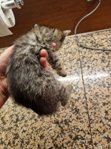 Дівча і Хлопці 1 місяць Метиси Американської короткошорстної Матусі
