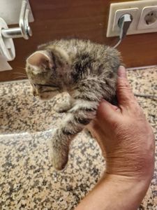 Дівча і Хлопці 1 місяць Метиси Американської короткошорстної Матусі