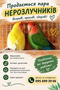 нерозлучники пара в добрі руки разом з кліткою