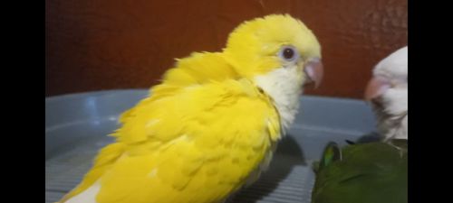пташенята каліта монах 1.5 місяці