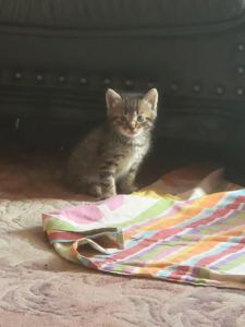 Дівча і Хлопці 1 місяць Метиси Американської короткошорстної Матусі