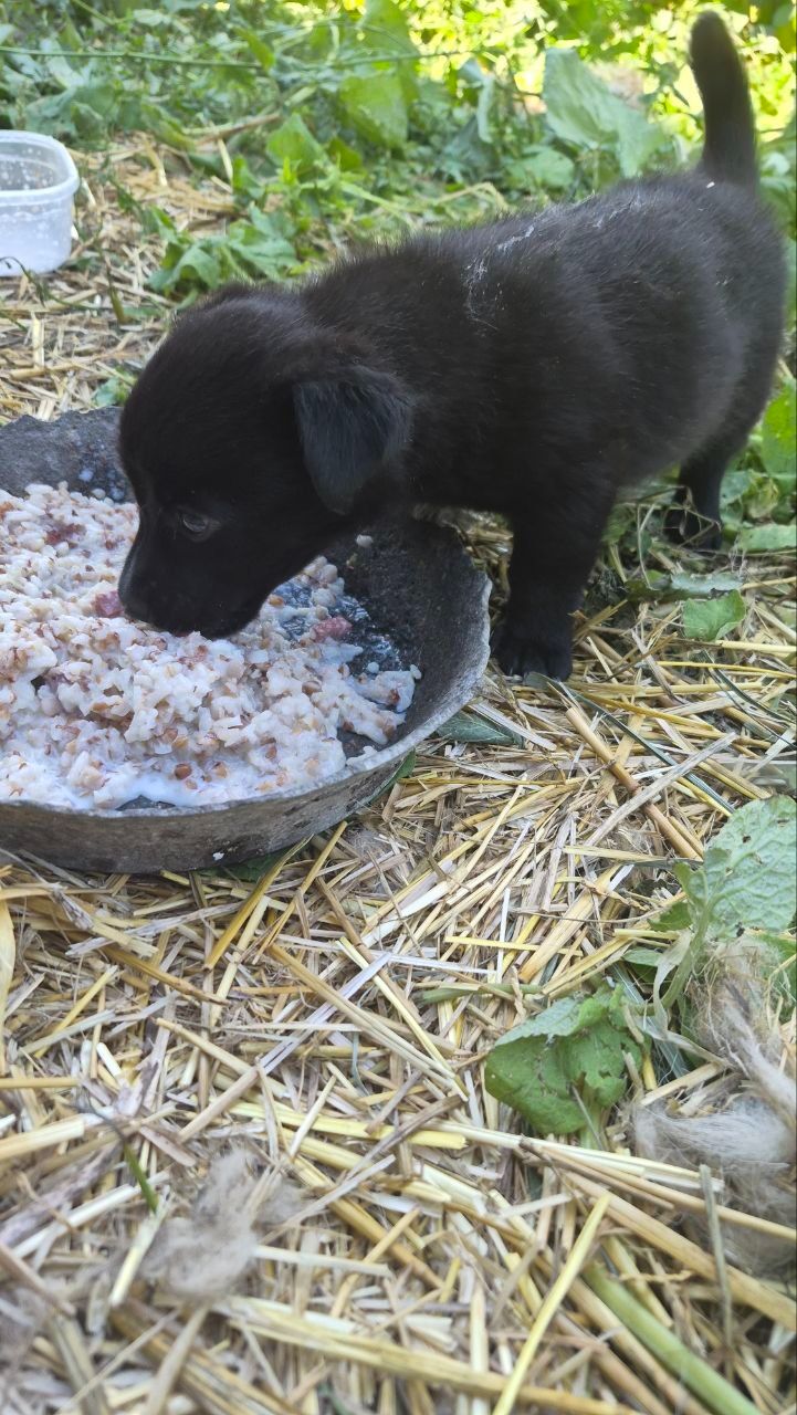 🐾 МАЛЕНЬКИМ ХВОСТИКАМ ТЕРМІНОВО ПОТРІБНА РОДИНА! 🐾