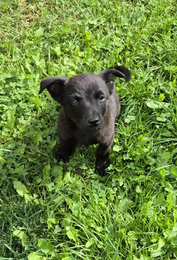 🐾 МАЛЕНЬКИМ ХВОСТИКАМ ТЕРМІНОВО ПОТРІБНА РОДИНА! 🐾