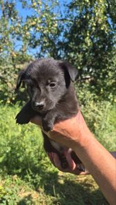 🐾 МАЛЕНЬКИМ ХВОСТИКАМ ТЕРМІНОВО ПОТРІБНА РОДИНА! 🐾