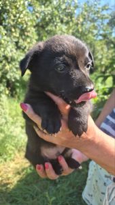 🐾 МАЛЕНЬКИМ ХВОСТИКАМ ТЕРМІНОВО ПОТРІБНА РОДИНА! 🐾