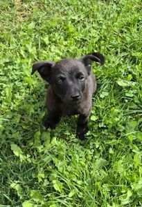 🐾 МАЛЕНЬКИМ ХВОСТИКАМ ТЕРМІНОВО ПОТРІБНА РОДИНА! 🐾