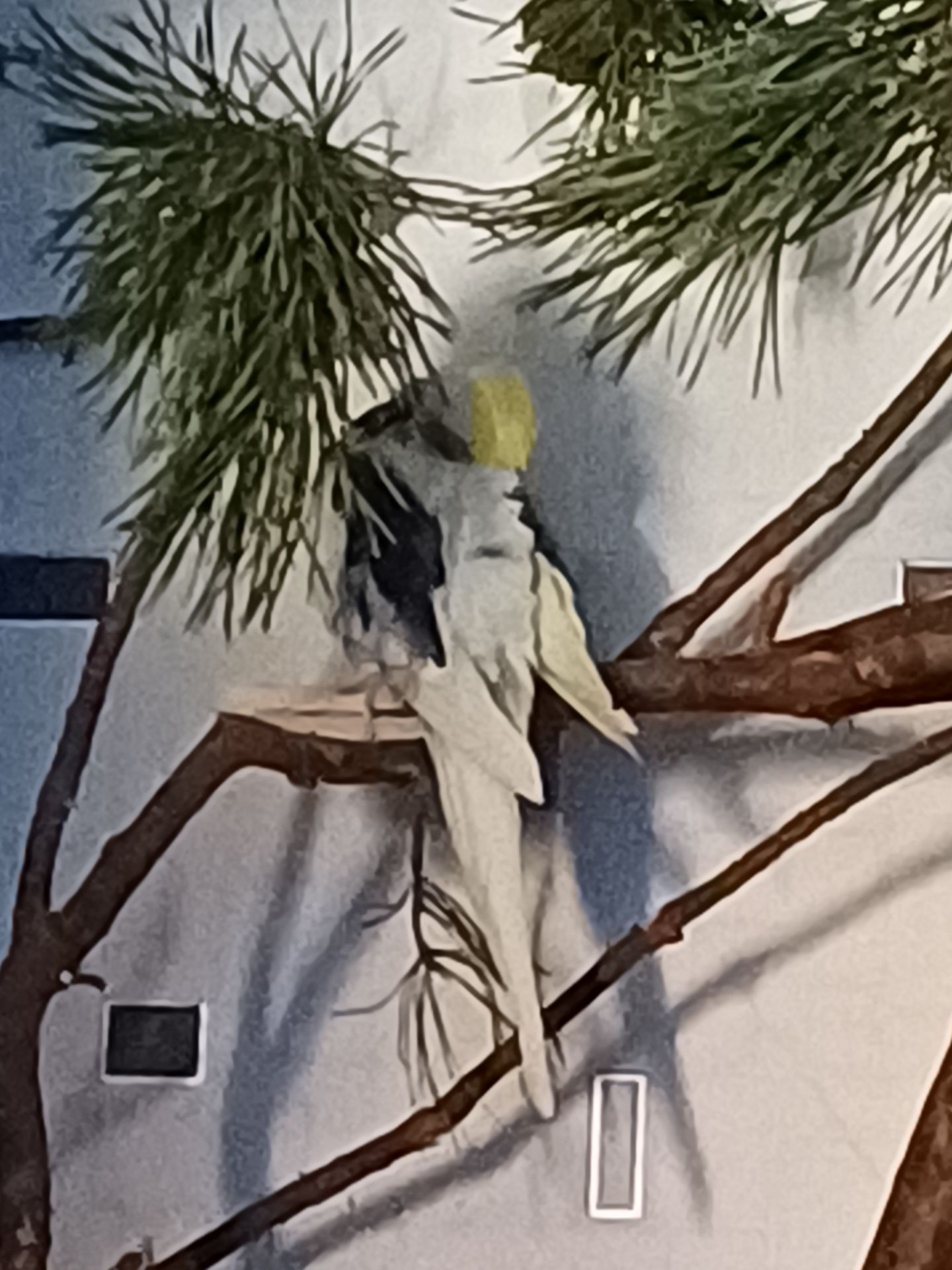 Віддам в добрі руки папуг з всим необхідним 🙏