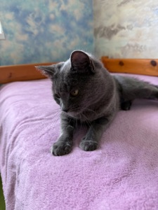Отдам кошечку в добрый руки