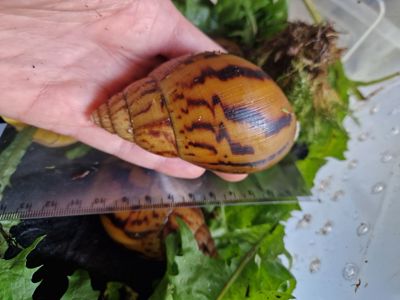 Є 4 Підлітки Ахатина Ахатина Тигр Альбіно Боді