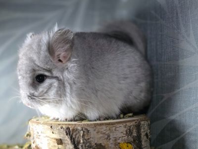Гарний хлопчик Біла Ангора Носій Фіолета та Сапфіра