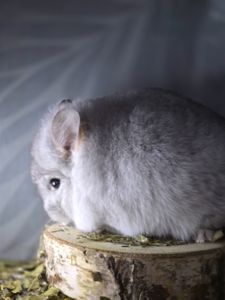 Гарний хлопчик Біла Ангора Носій Фіолета та Сапфіра