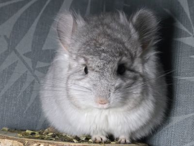 Гарний хлопчик Біла Ангора Носій Фіолета та Сапфіра