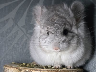 Гарний хлопчик Біла Ангора Носій Фіолета та Сапфіра