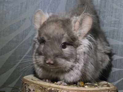 Мальчик Ангора Коричневый Бархат Носитель Фиолета и Сапфира